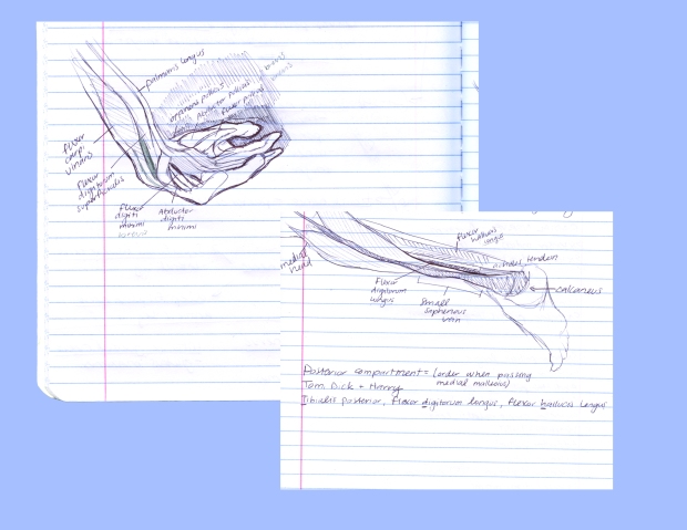Hand Leg Muscle Study Sketch Final
